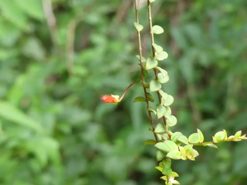 Columnea oerstediana