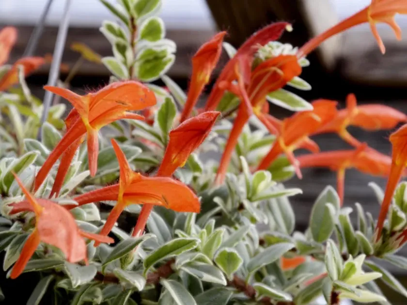 Columnea vedrariensis