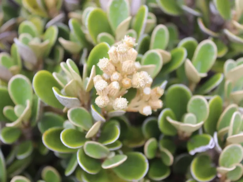 Brachyglottis bidwillii