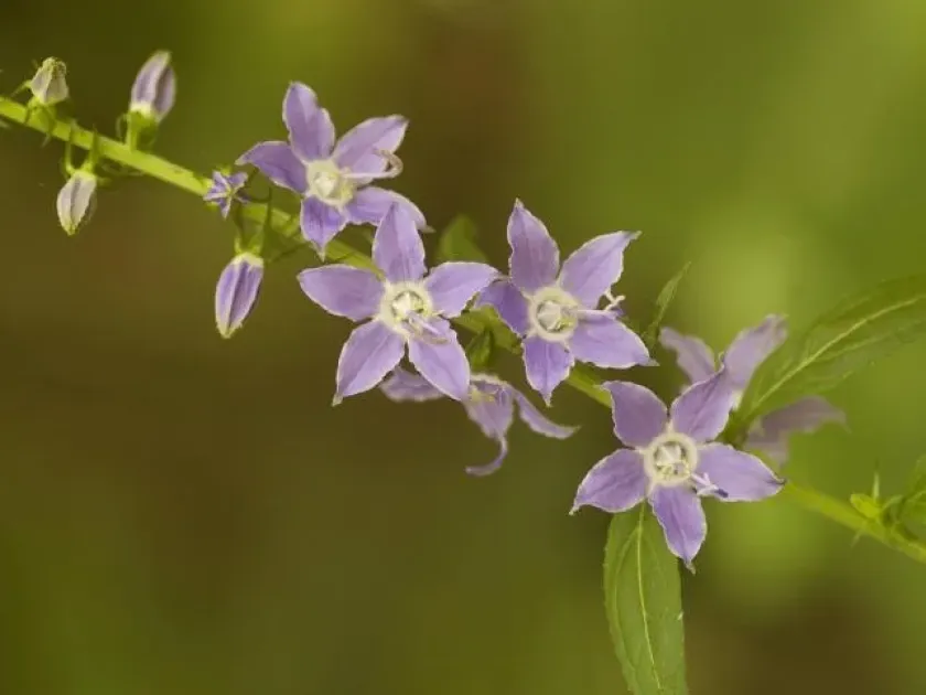 American bellflower
