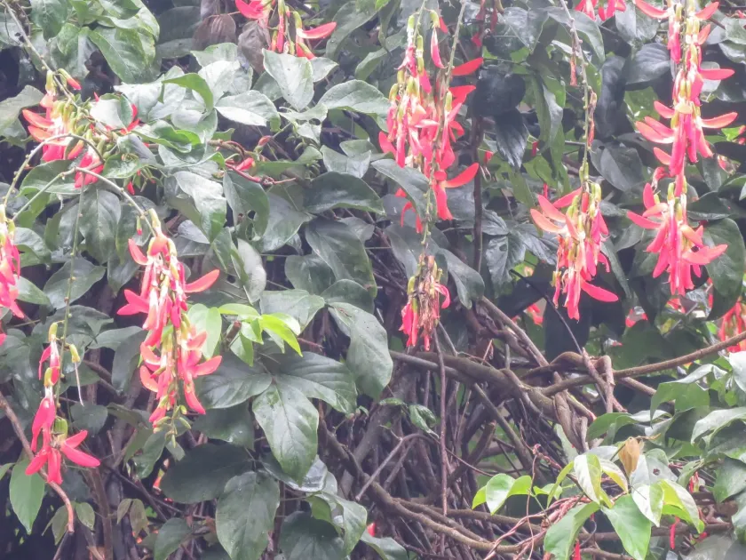 Camptosema grandiflorum