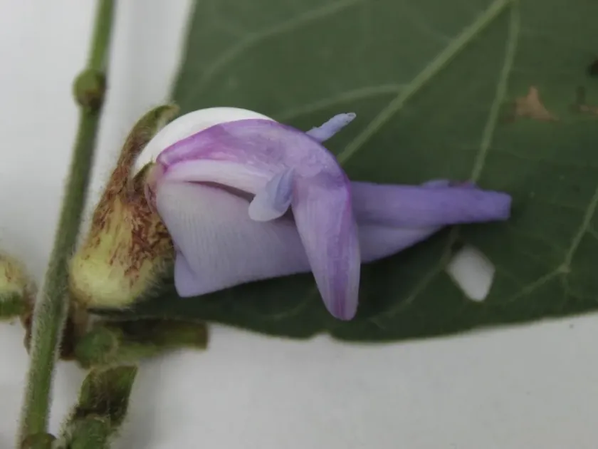 Canavalia villosa