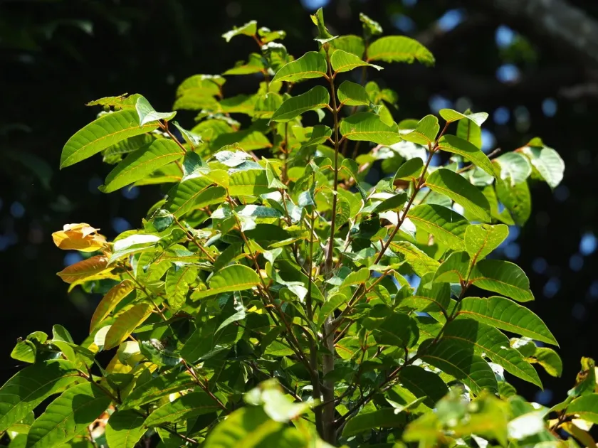 White Canary Tree