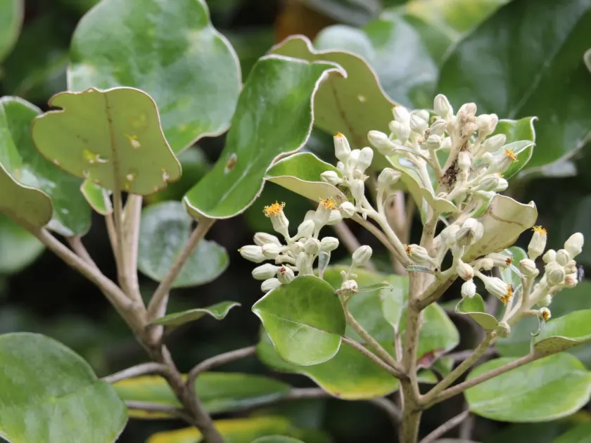 Brachyglottis rotundifolia