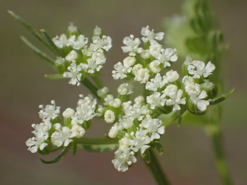 Cnidium monnieri