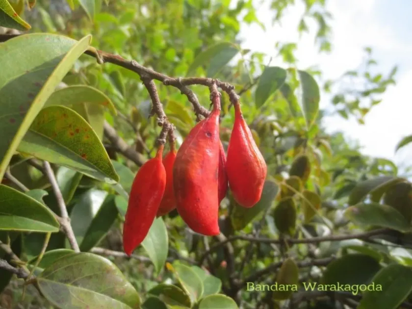 Connarus monocarpus