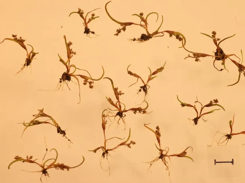 Coleanthus subtilis