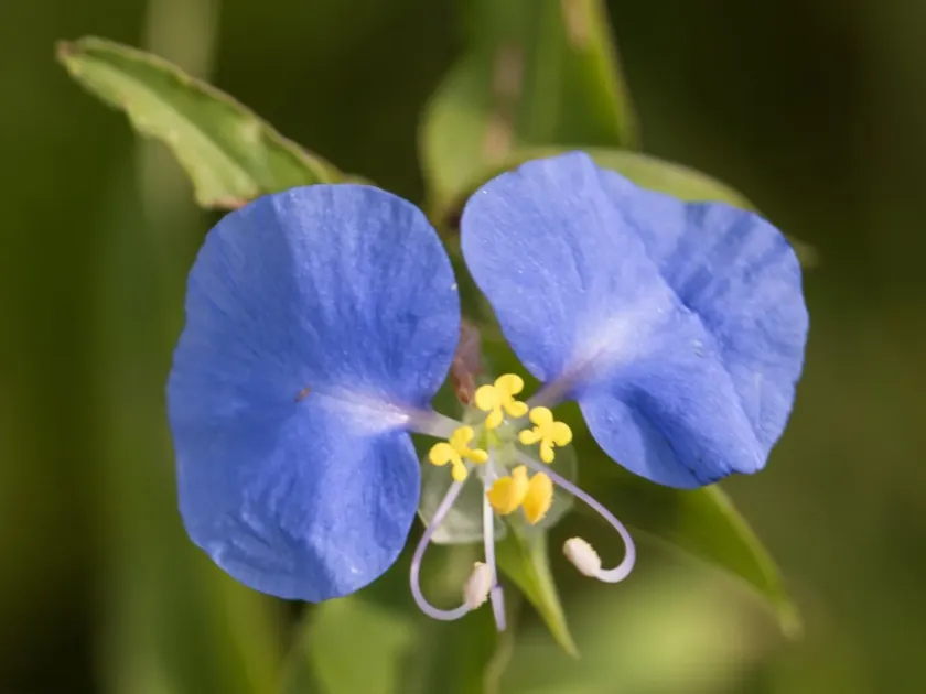 Erect dayflower