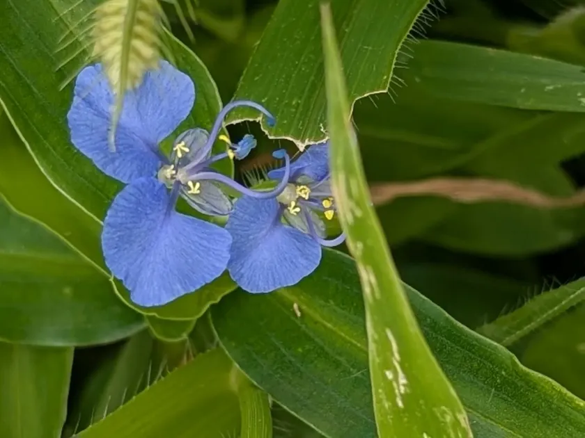 Commelina forskaolii