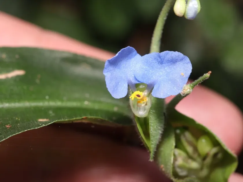 Commelina robusta