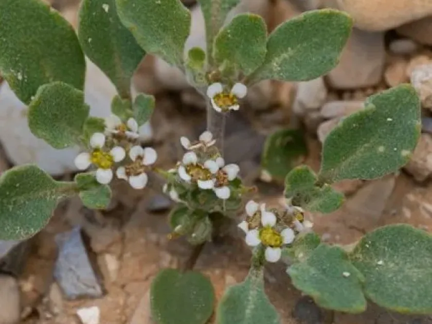 Coronopus niloticus