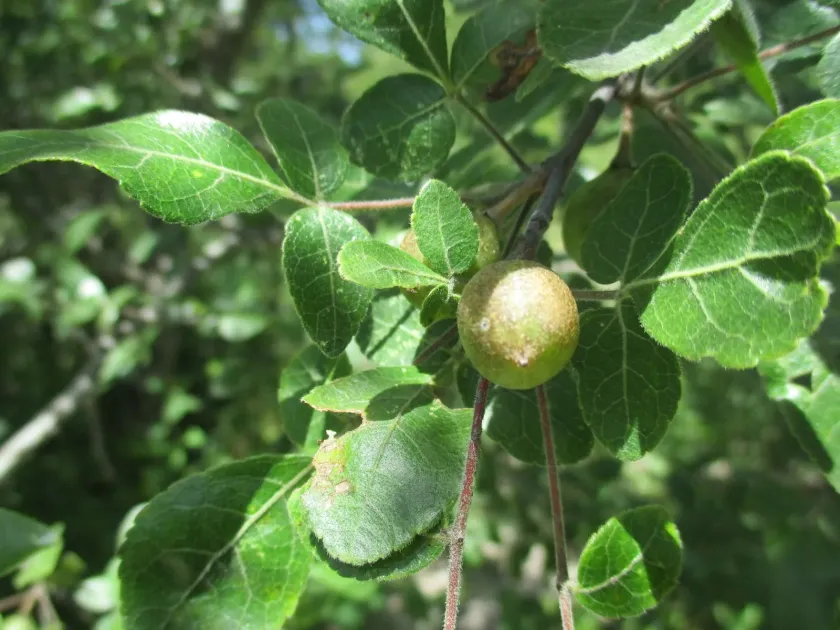 Commiphora angolensis