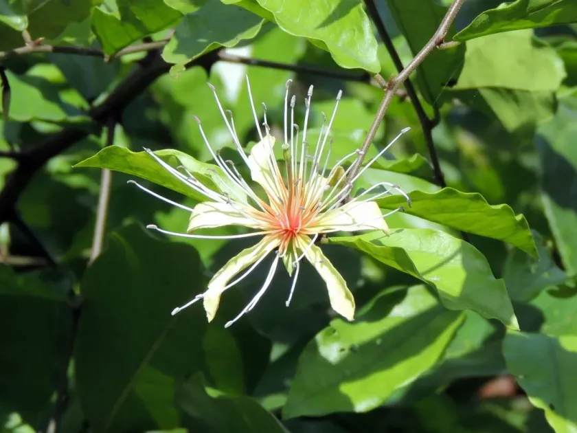 Red-fruited caper