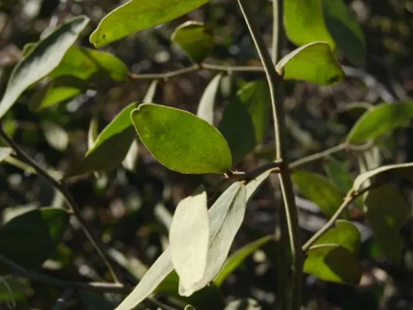 Capparis lasiantha