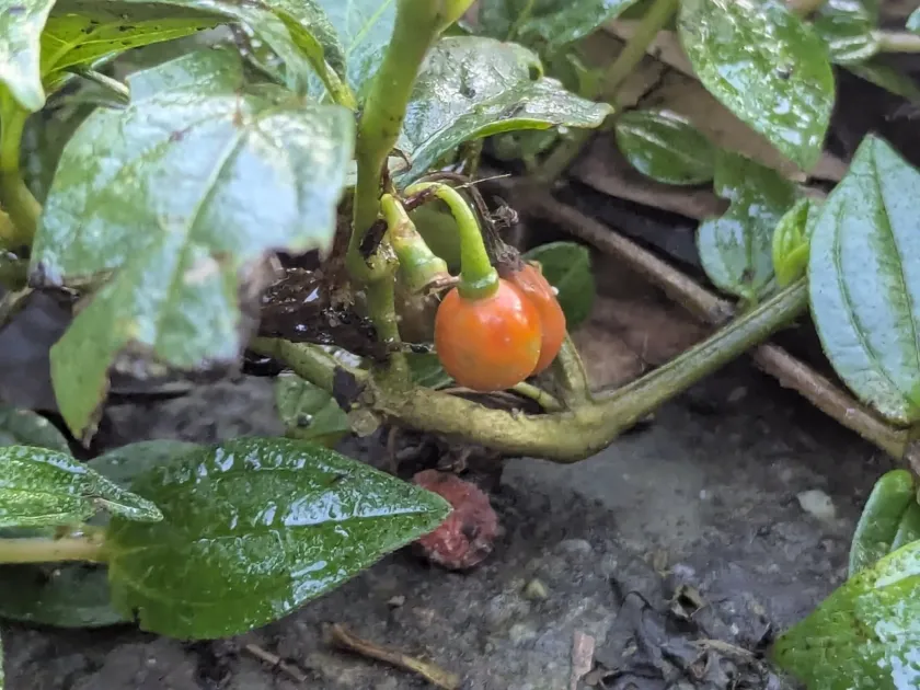 Tubocapsicum anomalum