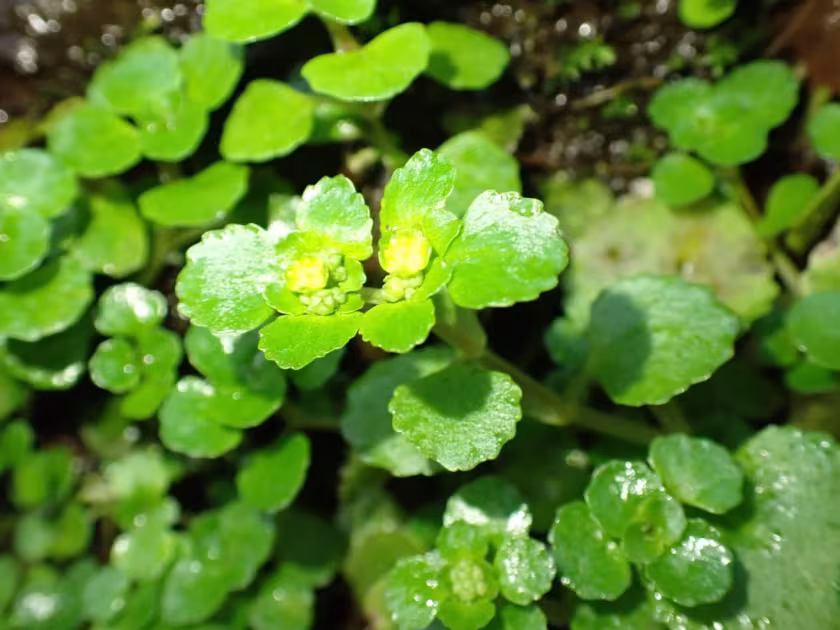 Opposite-leaved golden-saxifrage
