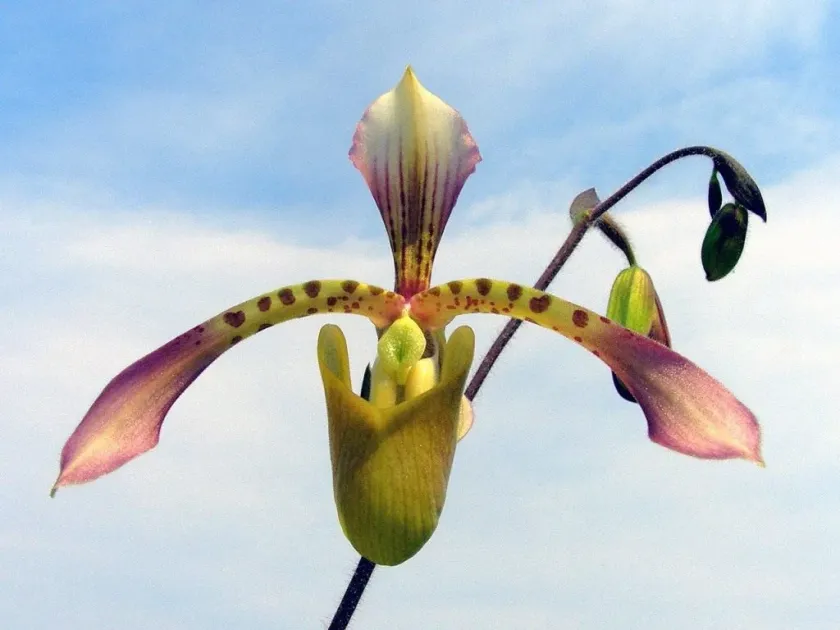 Paphiopedilum haynaldianum