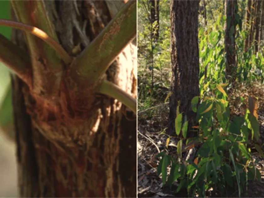 Brachychiton garrawayae