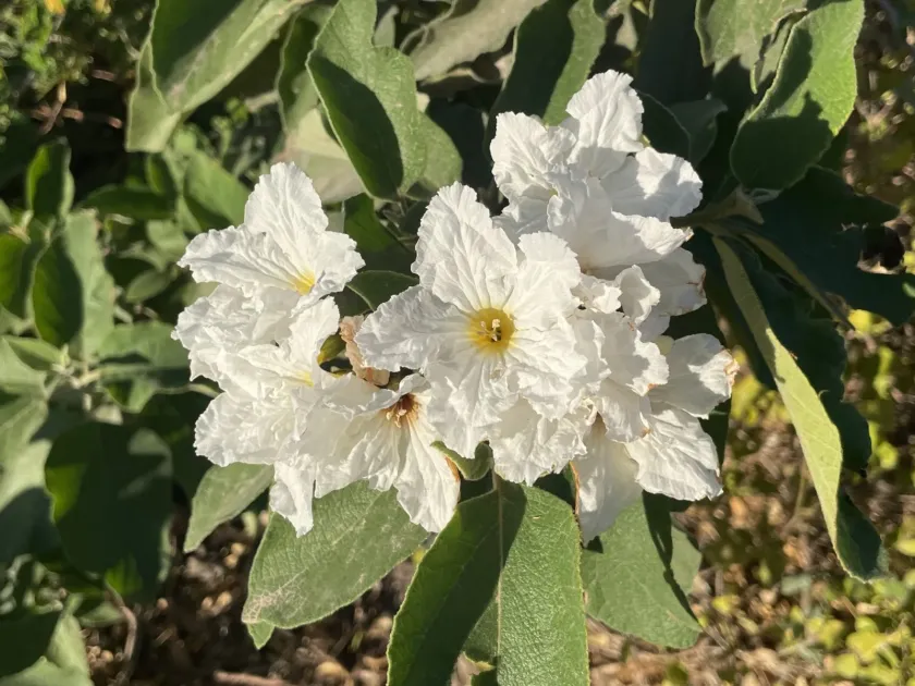 Cordia boissieri