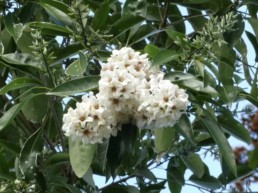 Cordia gerascanthus
