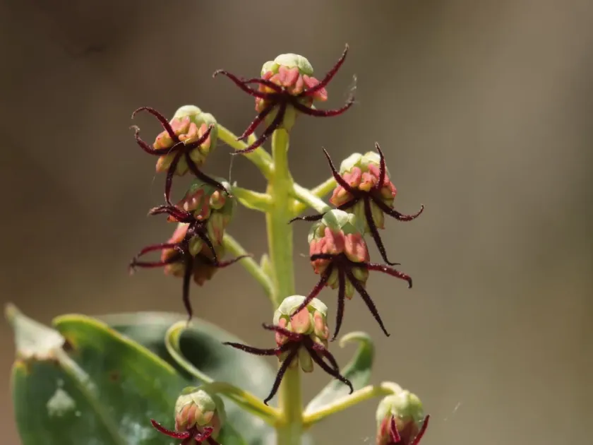 Coriaria myrtifolia