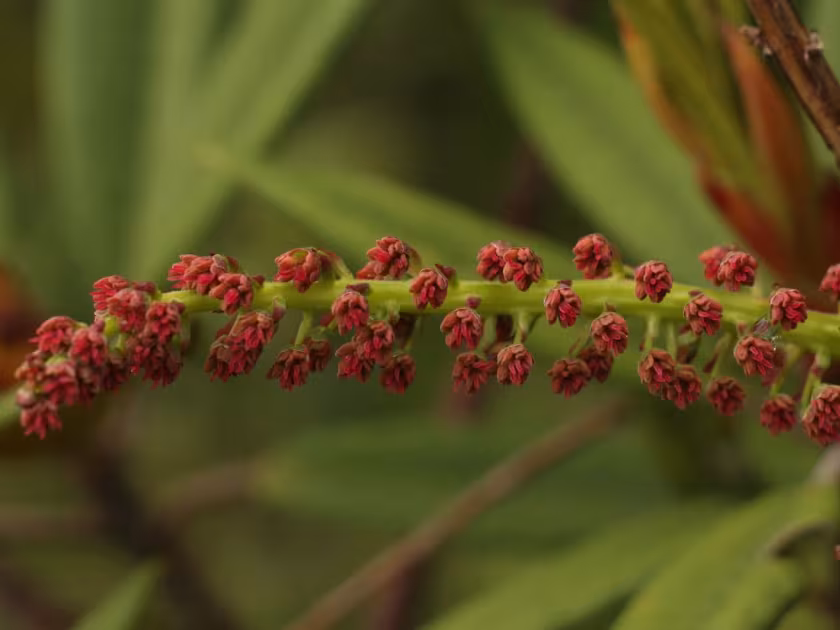 Coriaria terminalis