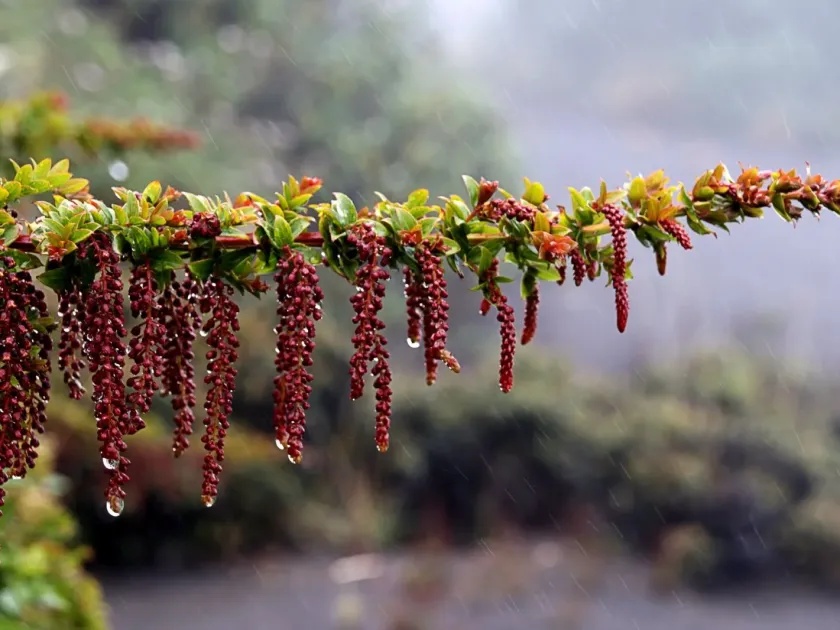 Coriaria thymifolia