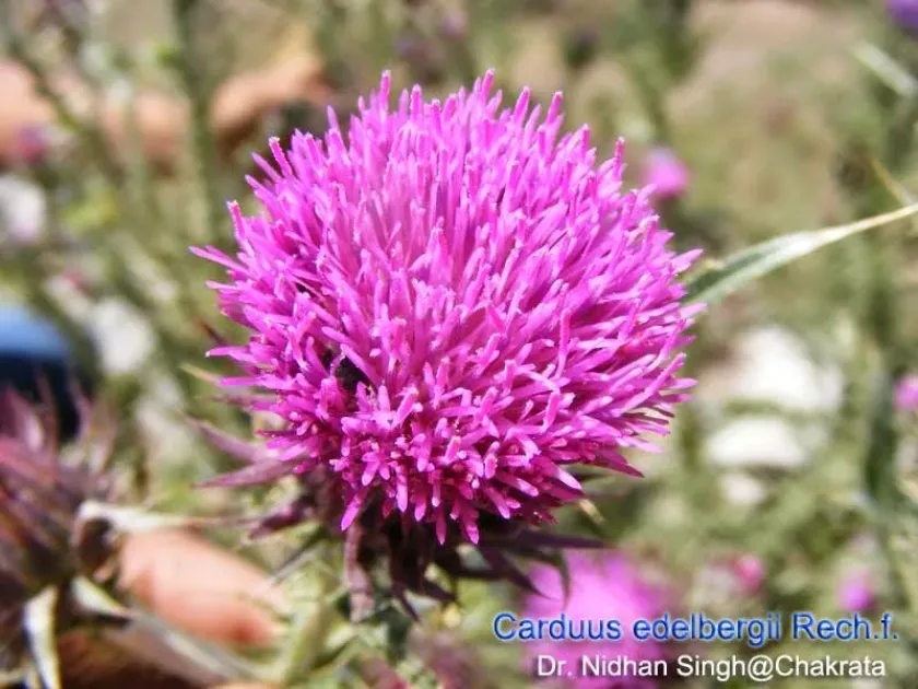 Edelberg thistle