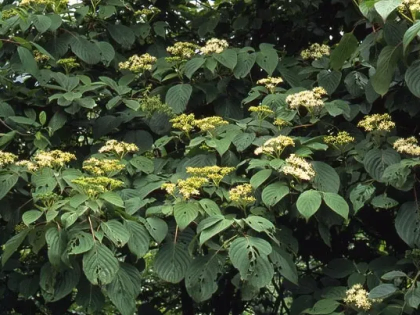 Hemsley's Dogwood