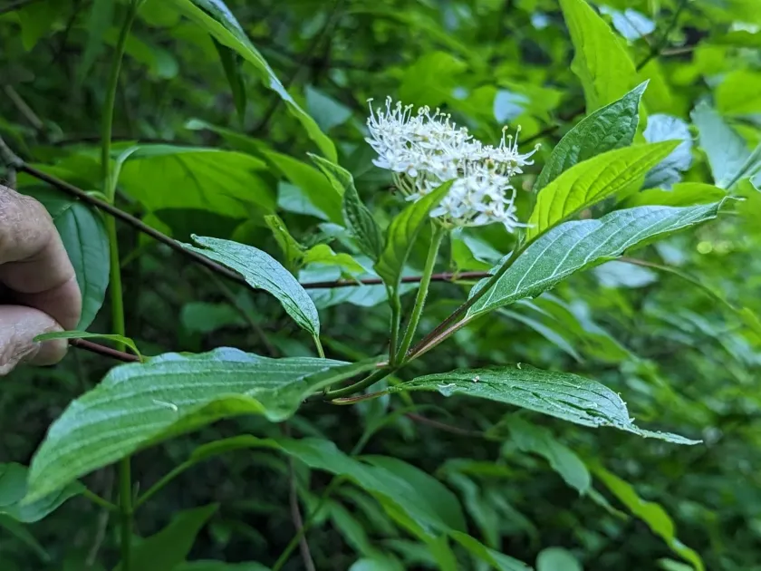 Western dogwood