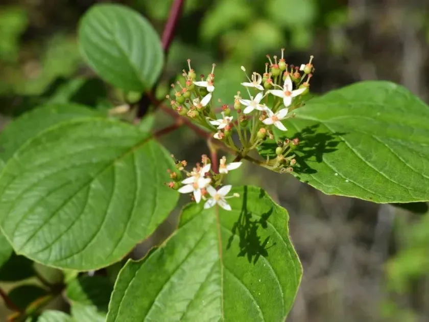 Torrey's dogwood