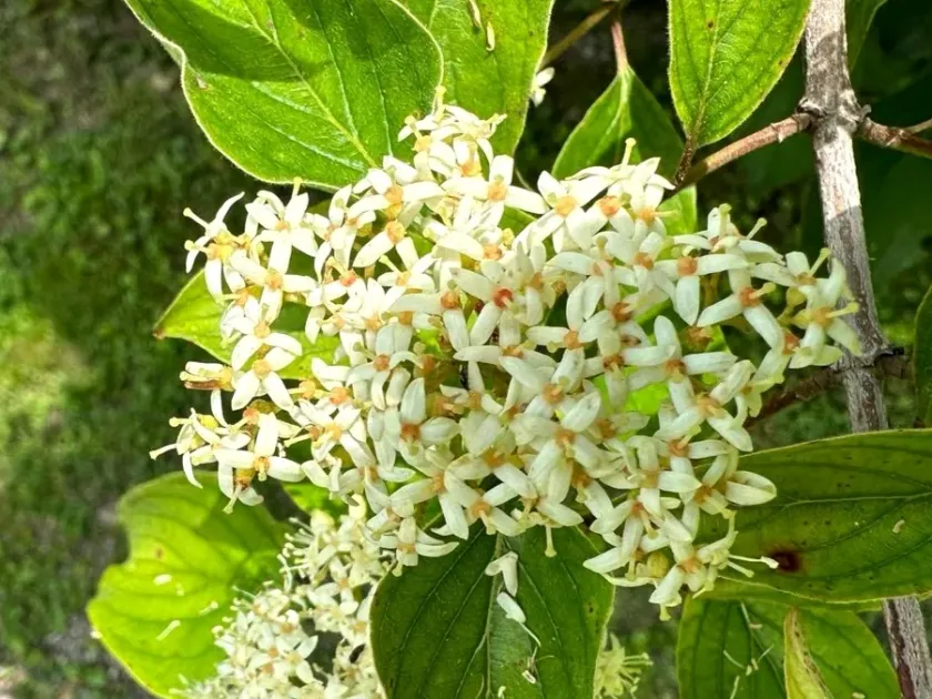 Walter's dogwood