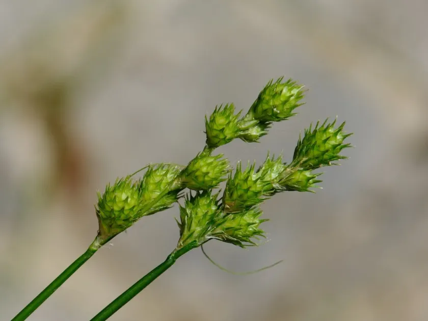 Pale straw sedge