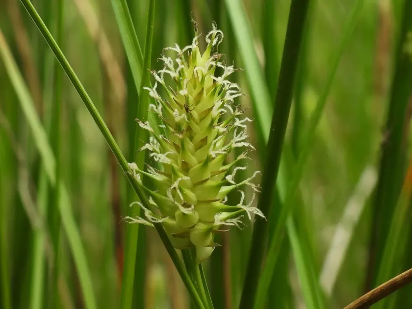Carex bullata