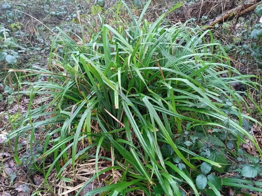 Pendulous sedge