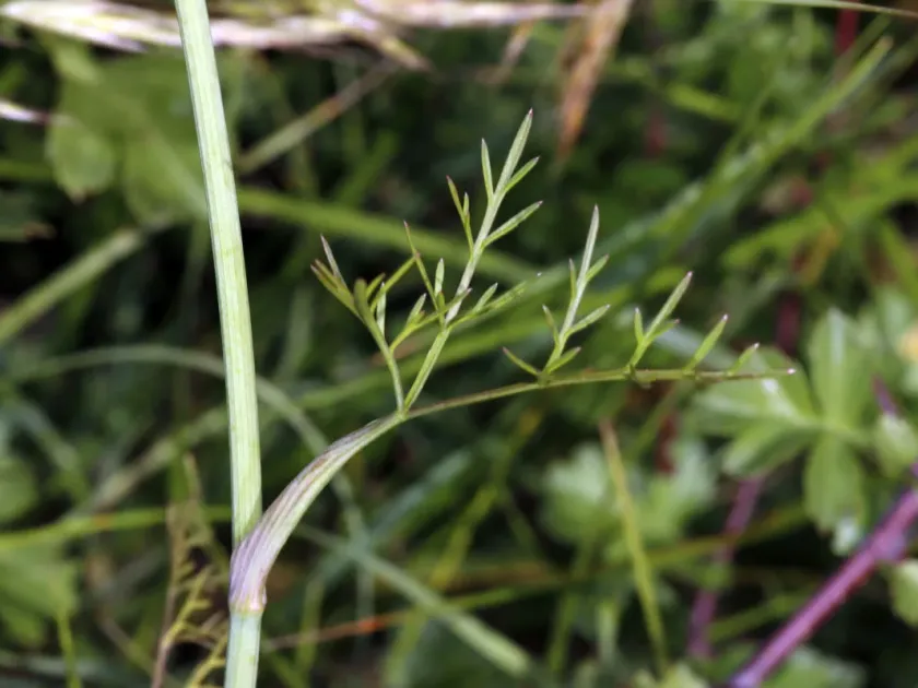 Carum elegans