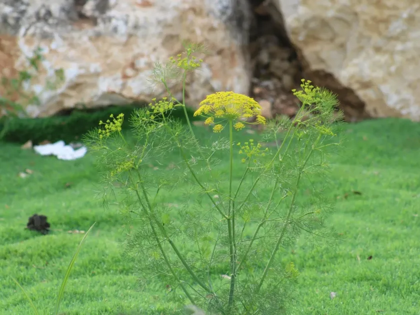 Ridolfia segetum