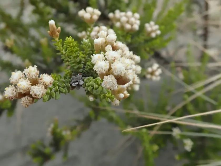 Cassinia vauvilliersii