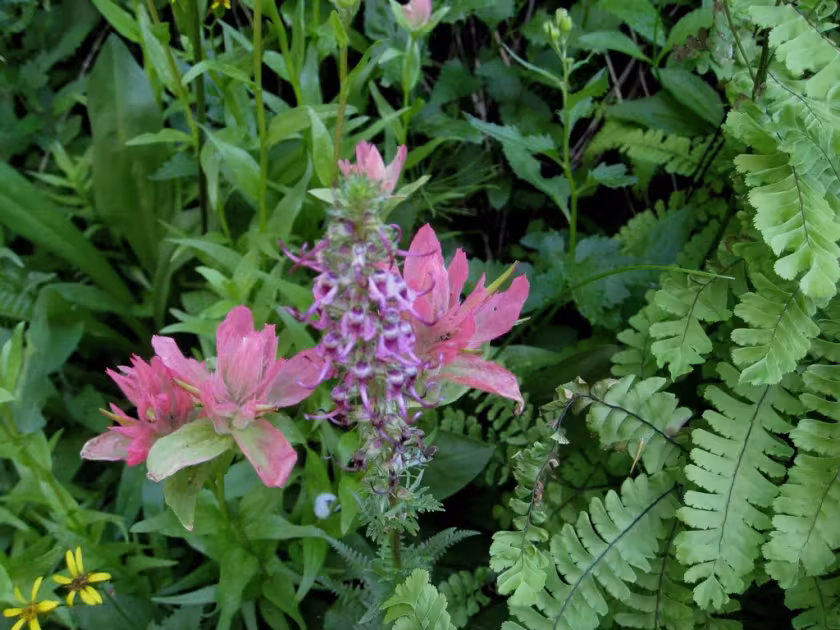 Scarlet paintbrush