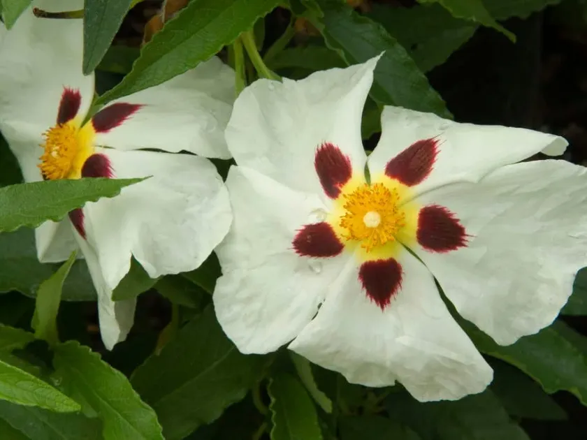 Cistus aguilarii