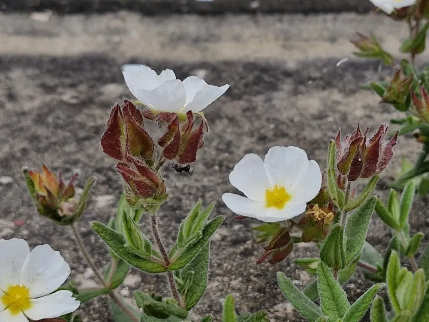 Cistus inflatus