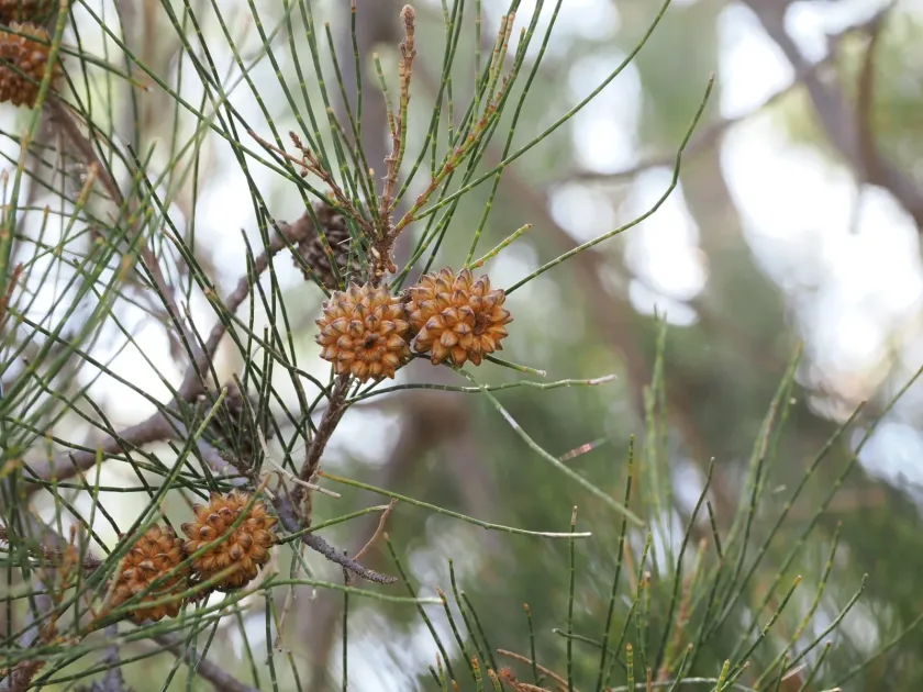 Casuarina cristata