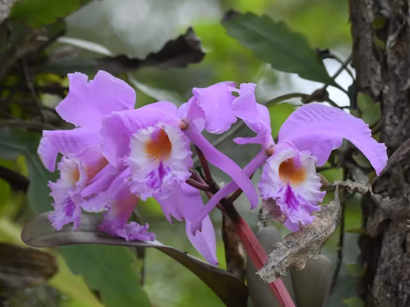 Cattleya warneri