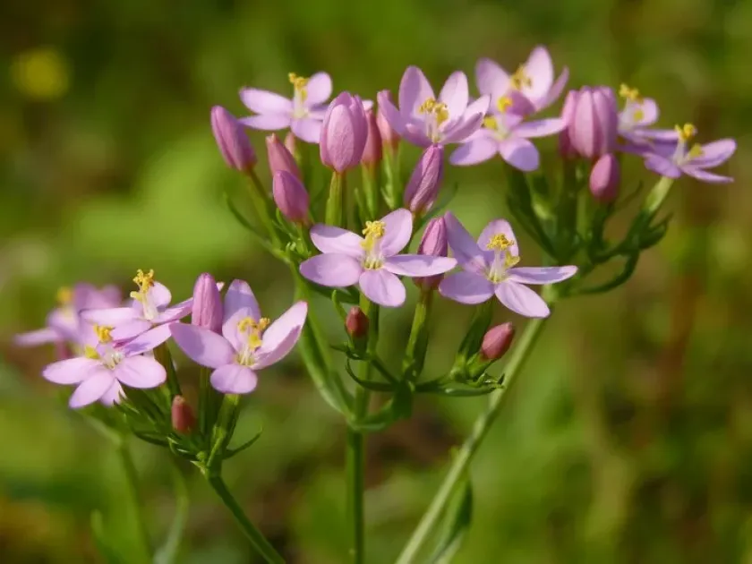 Common centaury