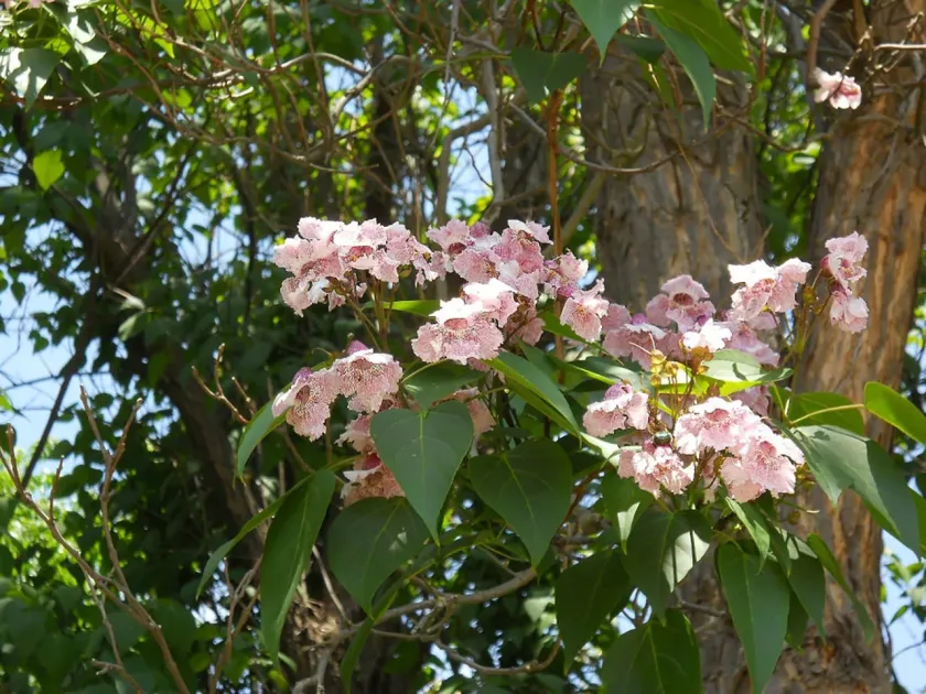 Farges' catalpa