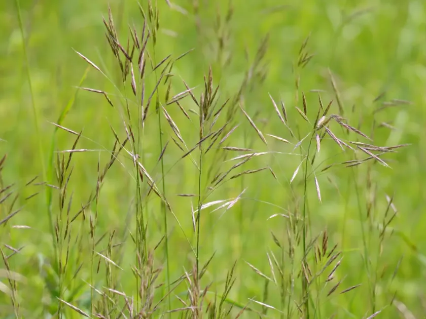 Smooth brome (coastal type)