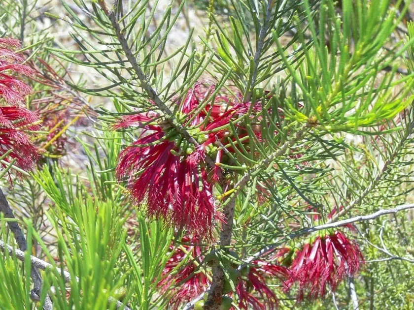 Melaleuca quadrifida