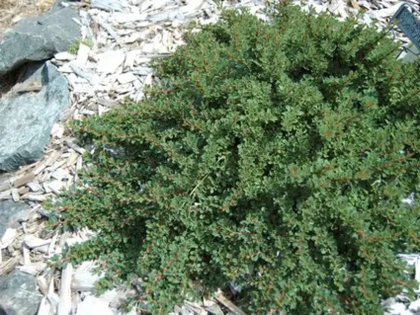 Кизильник Купера