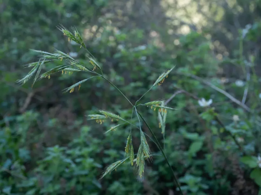 Velvet brome