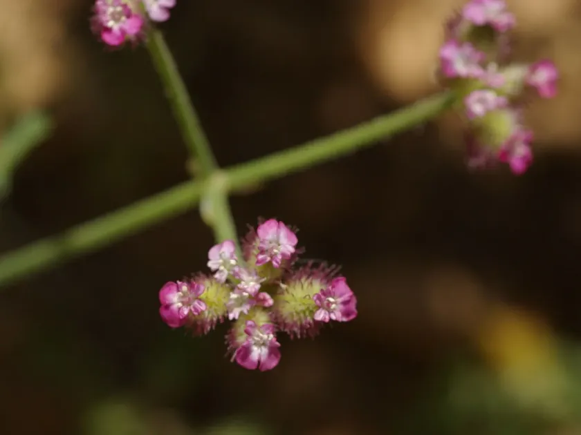Broad-leaved turgenia